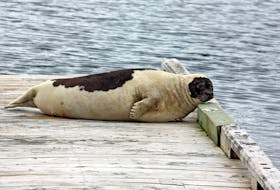 The Town of Norris Point had a visitor from the sea on Tuesday when this large harp seal spent some time relaxing on a small wharf outside the Cat Stop. 
Photo by Walter Stacey
