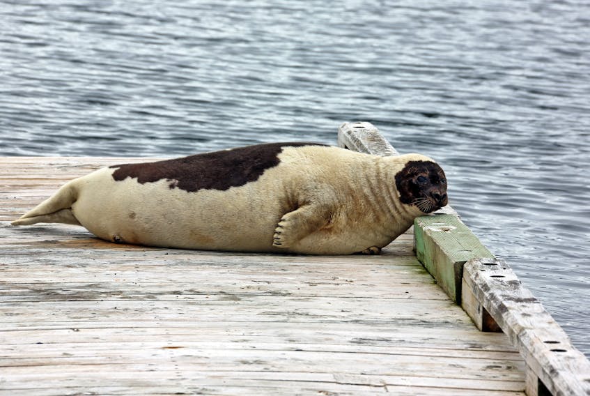 A belly full of fish ramps up seal debate, DFO task force looks at