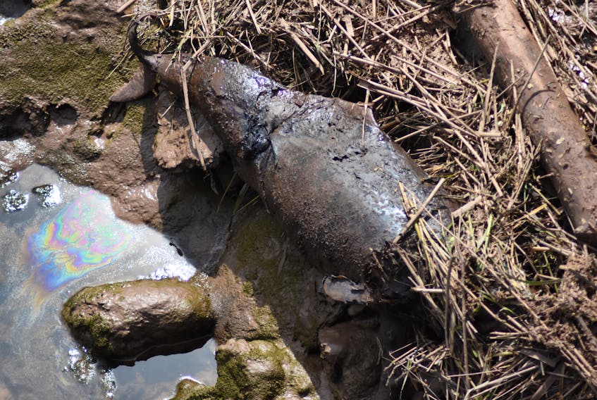 A harbour porpoise carcass was spotted June 12 washed up along the banks of the Cornwallis River below the bridge on Cornwallis Street in downtown Kentville.