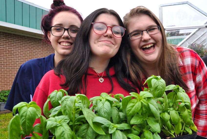 Lindsay Hann, Sara Williams and Maddie Myles hold basil plants grown in their school's greenhouse, where they volunteer. "It feels kind like respectful, or helpful. Since the frost, we gave all of our stuff to them. That felt nice," said Grade 8 student Maddie Myles.