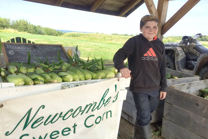 From picking to selling the corn himself, Parker Smiley, 12, does it all at Newcombe Sweet Corn in Upper Canard.