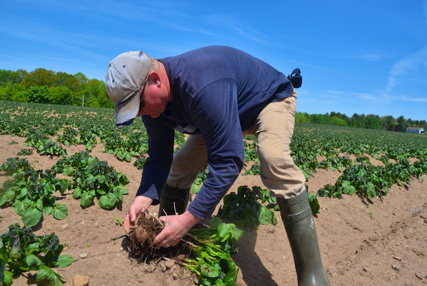 Morse’s Farm Limited owner and operator Anthony Morse examines damage caused to his early potato crop by a heavy frost overnight from June 3 to 4.