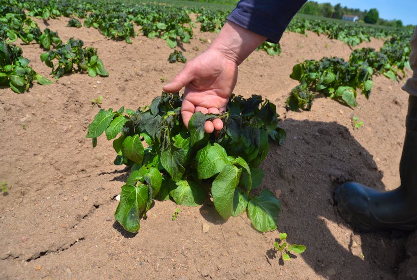 Morse’s Farm Limited owner and operator Anthony Morse estimates that 20 to 25 per cent of the leaves on potato plants in this particular field were killed by a heavy frost overnight from June 3 to 4.