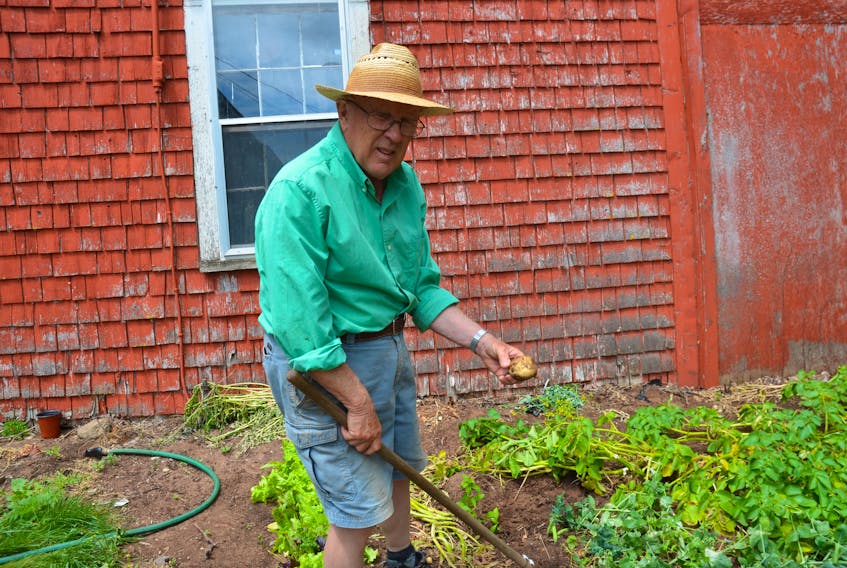 Long-time farmer Glenn Ells works in his kitchen garden. Ells says the impact a heat wave being experienced across the Annapolis Valley would have on crops would depend largely on its duration and whether or not farmers have the means to irrigate.