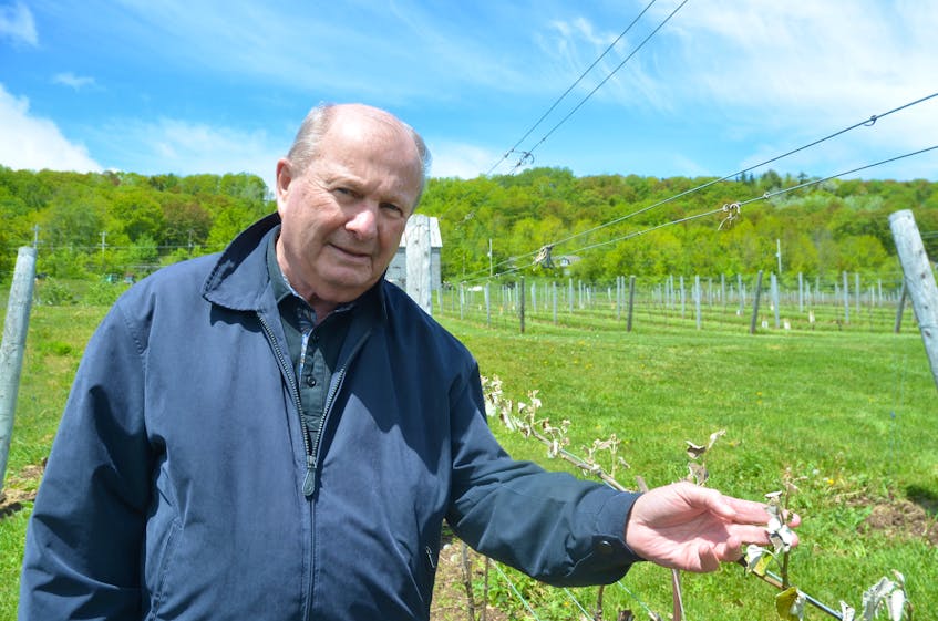 Benjamin Bridge Winery founder and owner Gerry McConnell examines frost damage to New York Muscat grapevines in his Gaspereau vineyard.