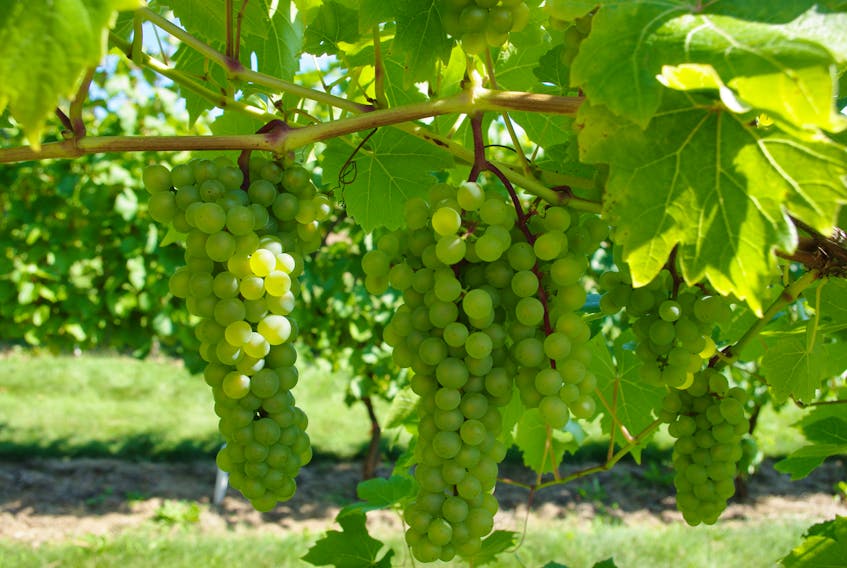This photo shows green grapes growing in a research plot at the Agriculture and Agri-Food Canada Research and Development Centre in Kentville.
