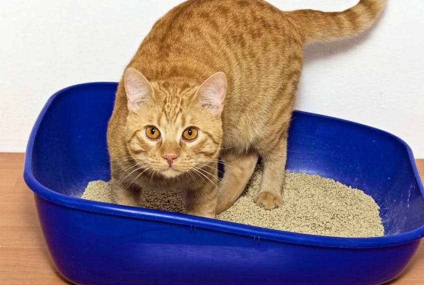 Valley Waste Resource Management is now encouraging cat owners to dispose of used kitty litter in the green compost bin.