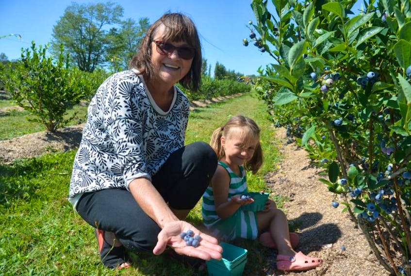 Virginia Lee of Lower Canard and her four-year-old granddaughter, Freya Lee of Ashdale, take advantage of the fine weather on Aug. 7, picking high bush blueberries at Embree’s u-pick on Belcher Street. The bushes are hanging with ripe berries.