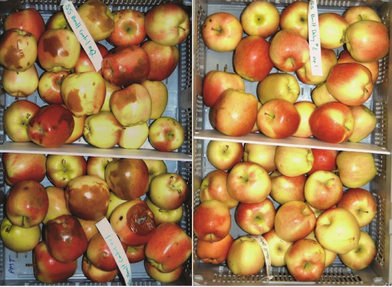This is how healthy Ambrosia apples, right, appear opposed to those affected by soft scald disorder.