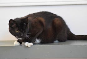 The Kings County branch of the Nova Scotia SPCA is urging the public to consider adopting cats and kittens. The non-profit animal shelter in Waterville is currently at maximum capacity and unable to accept new arrivals until more cats are adopted out.  