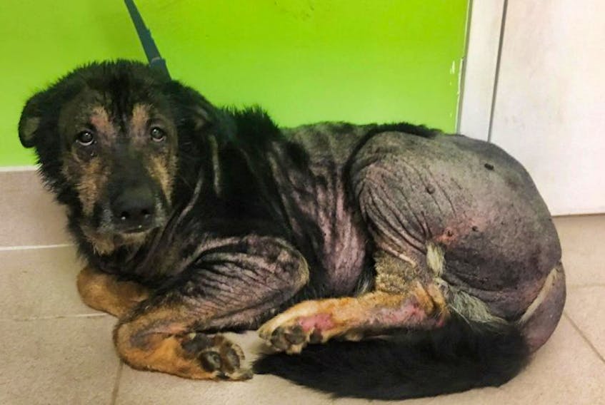 The SPCA is ensuring this Shepherd mix found roaming in the Aylesford area May 23 receives the medical attention it desperately needs. The end goal is to rehabilitate the dog to the point that it can be rehomed.