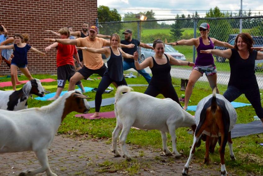 Every year the exhibition tries new things to attract new visitors, this year was goat yoga.