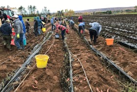 Temporary foreign workers from Jamaica and Mexico dig in for the sweet potato harvest at the Keddy Farm near Coldbrook.