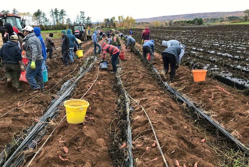 Temporary foreign workers from Jamaica and Mexico dig in for the sweet potato harvest at the Keddy Farm near Coldbrook.