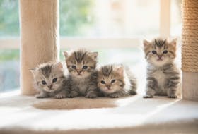 The P.E.I. Humane Society (PEIHS) has launched a virtual kitten shower and donation drive from May 4-15.
