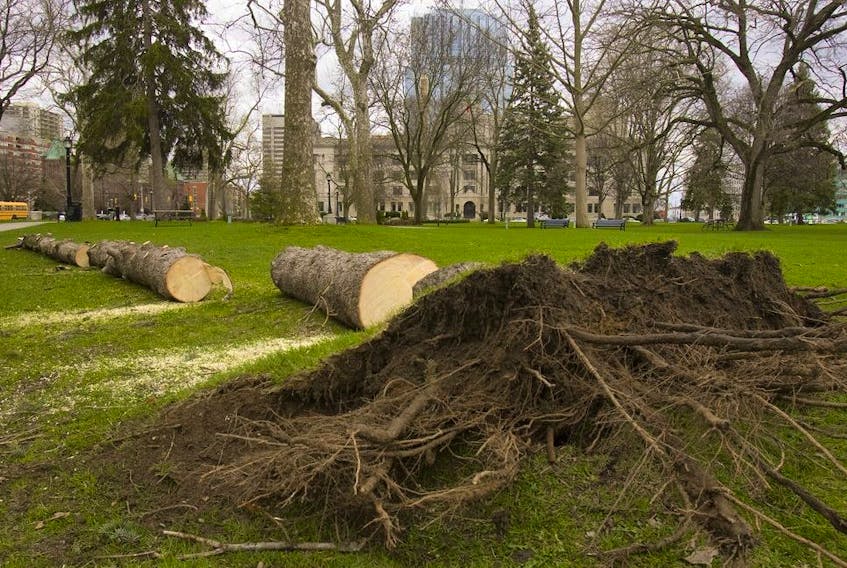 New grass will grow on the soil under a felled spruce tree, but Gerald Filipski recommends adding new soil and dressing the area with rich loam each year.