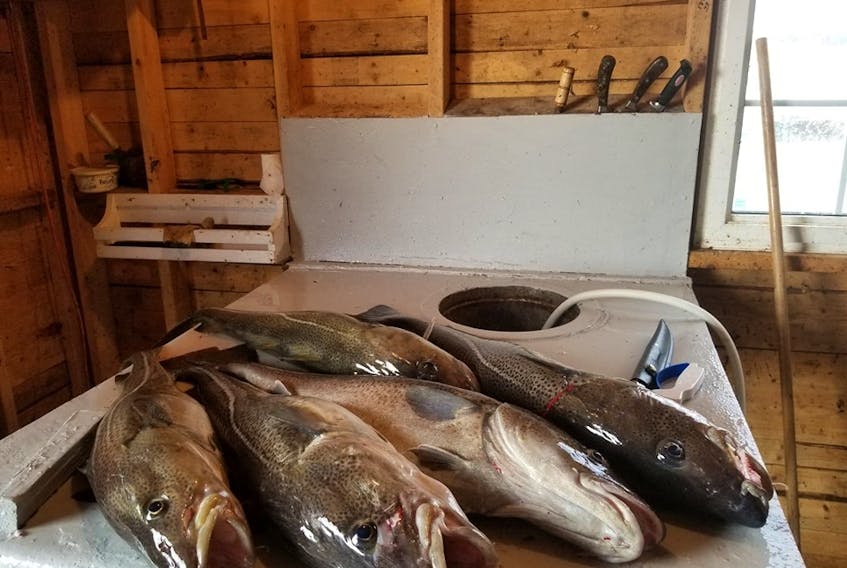 Cod caught recently off Twillingate as part of the recreational food fishery. — John Gillett photo