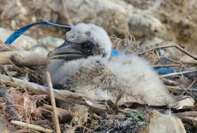 
Bits of plastic are woven into a seabird’s next. — Contributed photo

