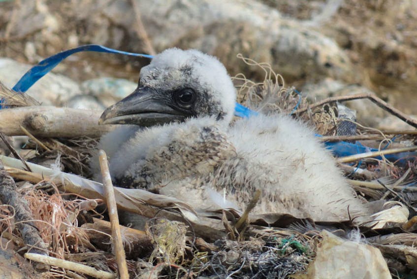 
Bits of plastic are woven into a seabird’s next. — Contributed photo
