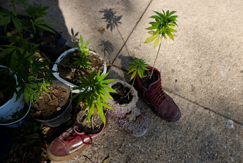 Cannabis growing in shoes and other containers in Mexico City, November 2020. — Reuters file photo