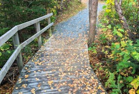 Along the Virginia River trail in St. John’s. — Contributed photo