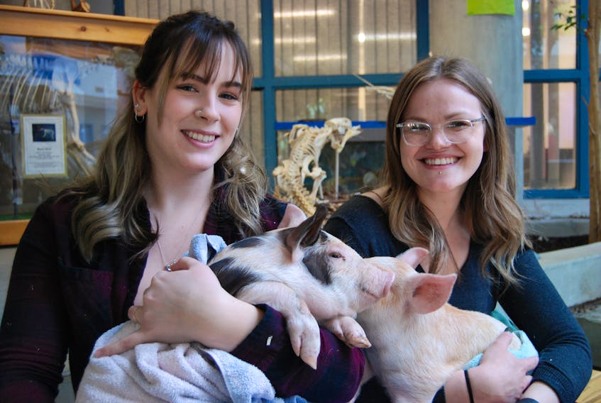 Agriculture technician student Lois Power, left, and student development officer Jessica Mardel found themselves endeared by three-week-old piglets Wilbur and Babe, who snuggled up in their arms. STEPHEN ROBERTS/THE WESTERN STAR
