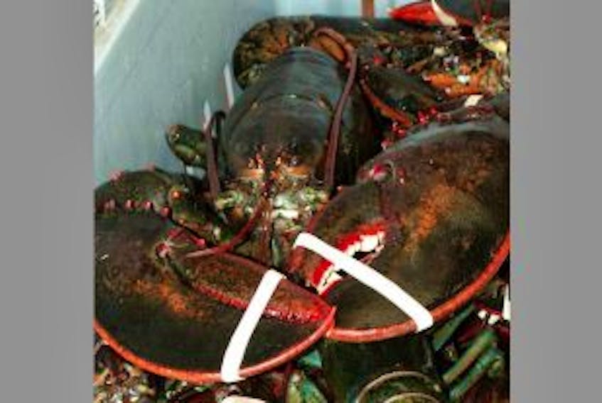 ['Confusion surrounds a proposed five cent levy on lobster catches, says Queens Shelburne MLA Sterling Belliveau.']