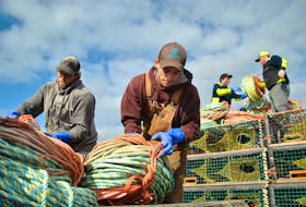 Lobster fishermen add coils of rope to their pot pile on the Lower Woods Harbour, Shelburne County wharf in preparation of the season opening on Nov. 30, weather permitting. KATHY JOHNSON
