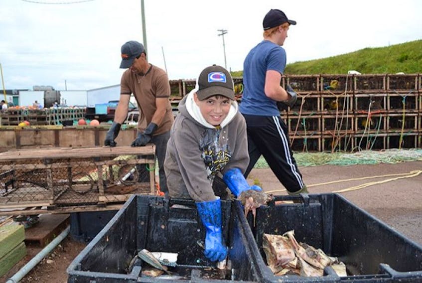 <span>Joshua Clements digs into a bait box as he helps his father, David, get traps ready for a second load on setting day morning Friday at Howard’s Cove in western Prince Edward Island.</span>
