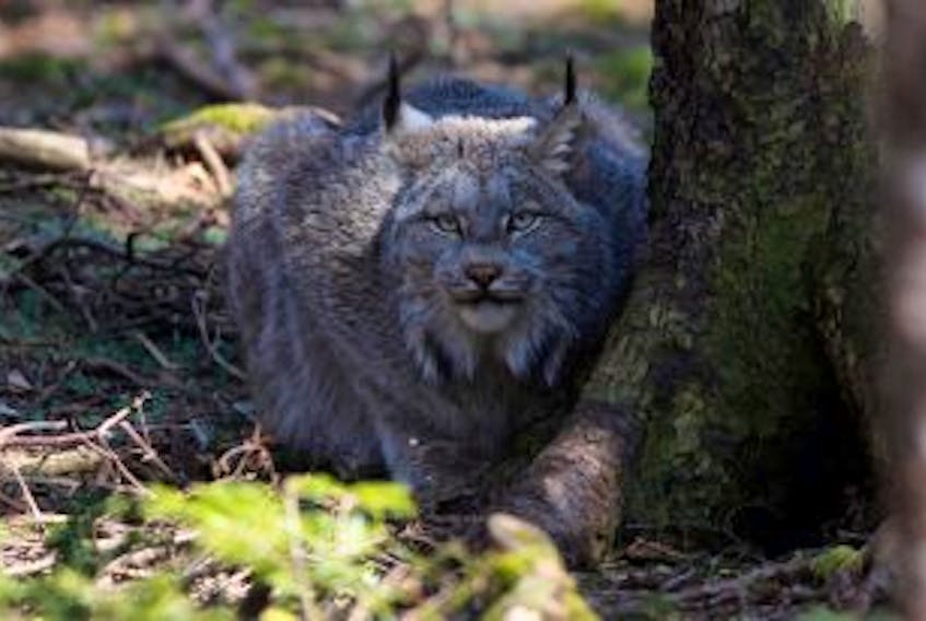 ['The Nature Conservancy of Canada has entered the Aviva Community Fund to conserve habitat and provide homes for large cats like the Canada lynx that is endangered in both New Brunswick and Nova Scotia. Mike Dembeck – For the Citizen-Record']