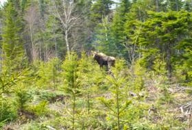 ['<p>The mainland Nova Scotia moose numbers haven’t been climbing, due to a number of factors.</p>']