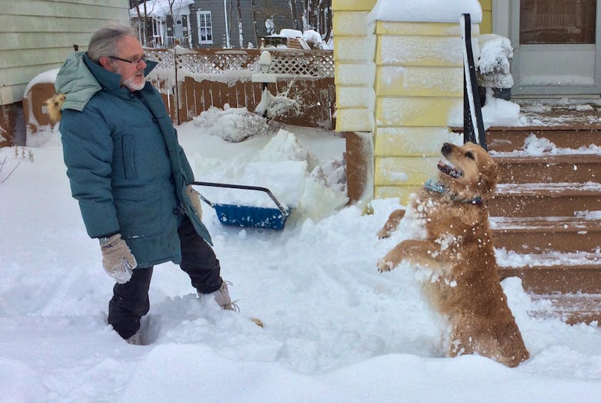 Bailey the retriever was very content Monday to have his owner Sydney resident John Duffy toss a few snowballs after an overnight snowstorm left island residents digging out Monday. CAPE BRETON POST