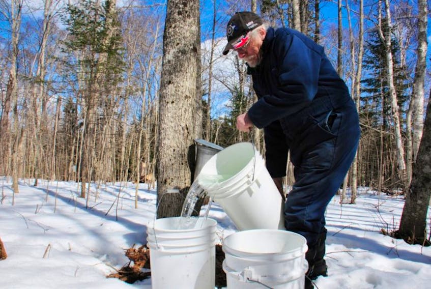 <br /> Max Newby works the collecting pails for the sap runoff at Woodlands Maple Syrup.