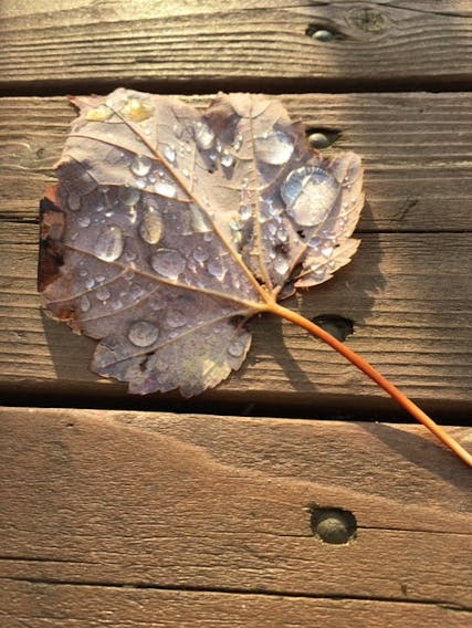 Marian MacLellan found this lone maple leaf on her deck in Long Point, Cape Breton, after some rainfall. The glistening water drops look like diamonds in the sunlight. Thank you, Marian.