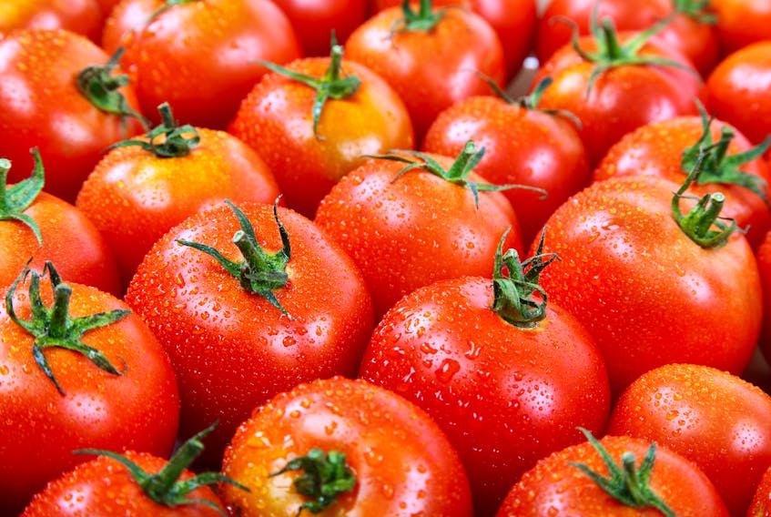 There are plenty of options for tomatoes that are quickly ripening.