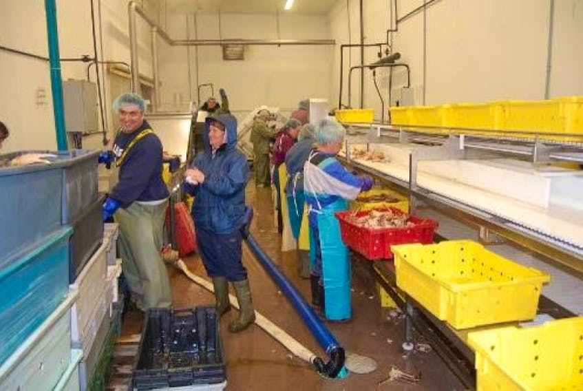 Supervisor Adillia Dicks, center, chats with workers processing snow crab at Mariner Seafoods in Montague after a last-minute deal was worked out to reopen the processing plant for the season. Guardian photo