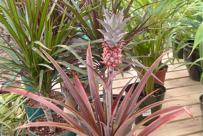 Pineapple plants can be grown indoors, but don't expect an edible fruit.