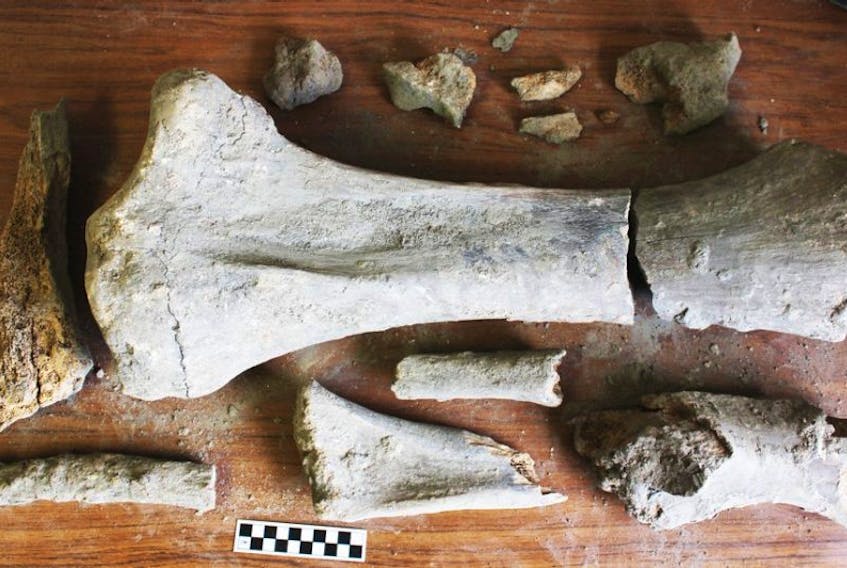 Mastodon bones discovered at Little Narrows Gyspum date back to 80,000 years ago.