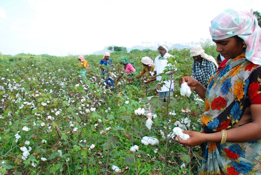 Women pick cotton in a field.