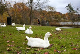 The resident Sullivan's Pond geese relax on the grass at the Dartmouth park Wednesday, Oct. 30, 2019.