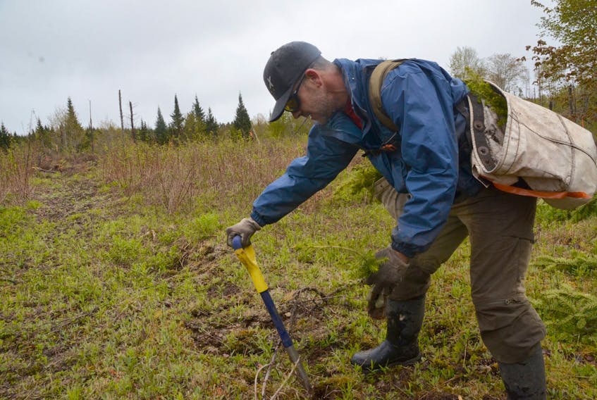 Travis MacEachern is shown planting trees on Crown land managed by Port Hawkesbury Paper in Antigonish County in this file photo from June 2018.