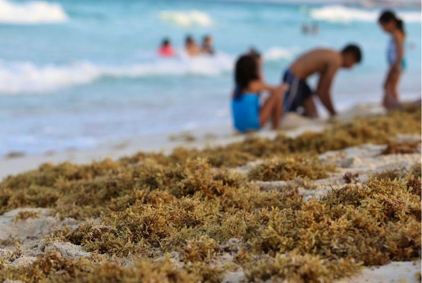 Tourists play on a beach covered with seaweed in Cancun, Mexico. There are some 10,000 species of seaweed with a diversity of flavour and nutritional properties, Joe Schwarcz writes.