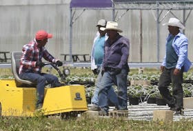 Ottawa promises a safer 2021 growing season. Here, migrant workers are shown at a greenhouse agri-food operation in Kingsville on June 25, 2020.