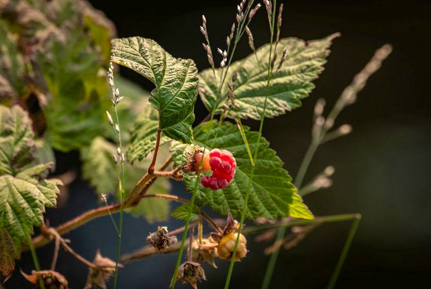 Gerald Filipski recommends keeping soil healthy and well watered to ensure raspberry production.