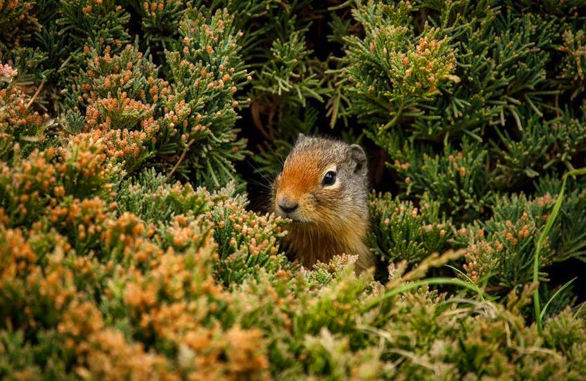 A young Columbia ground squirrel peeks out from ints burrow entrance behind a clump of ground juniper in the Porcupine Hills west of Claresholm, AB.