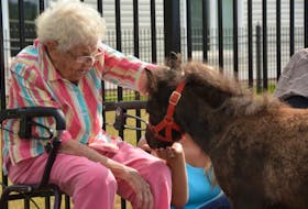 <p>Dorothy Gallant talks to a new friend outside Sommerset Manor in Summerside on Tuesday. The manor is hosting two miniature horses in its new paddock for the summer as part of its animal therapy program. Colin MacLean/Journal Pioneer</p>