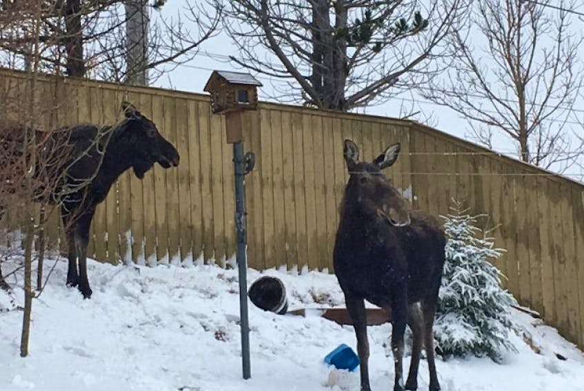 The Royal Newfoundland Constabulary tweeted these photos of two moose on the loose in Cowan Heights this morning.
