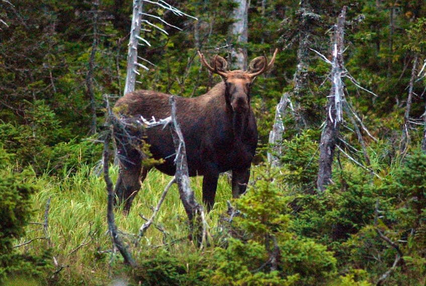 An endangered mainland moose stands in its natural wooded habitat.