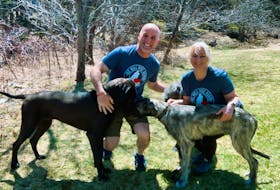 Lorne Burke, left, and Tracie Breskie with two of their four large breed dogs: Picasso, a great dane, and Einstein, an Irish wolfhound. The couple is opening Island Dog Lodge this spring and their dogs will be on staff, helping with the training programs being offered. CONTRIBUTED 