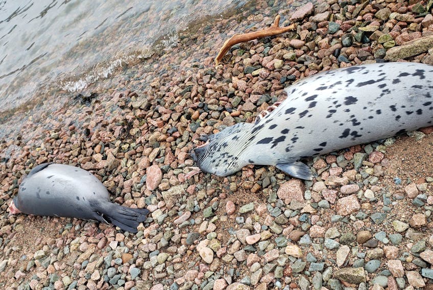 Some of the more than 20 dead seals discovered along the shoreline near the Englishtown ferry, Saturday. Jans Ellefsen, originally of Glace Bay and now of Halifax, found the seals all confined to about a 500 to 1,000-foot area along the shoreline while out for a walk. CONTRIBUTED/JANS ELLEFSEN